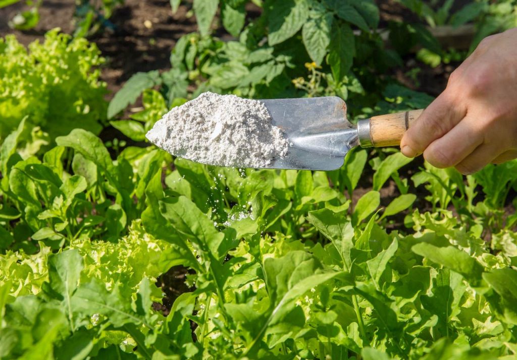 Food grade Diatomaceous Earth is a non-toxic way to help eliminate your garden ant problem