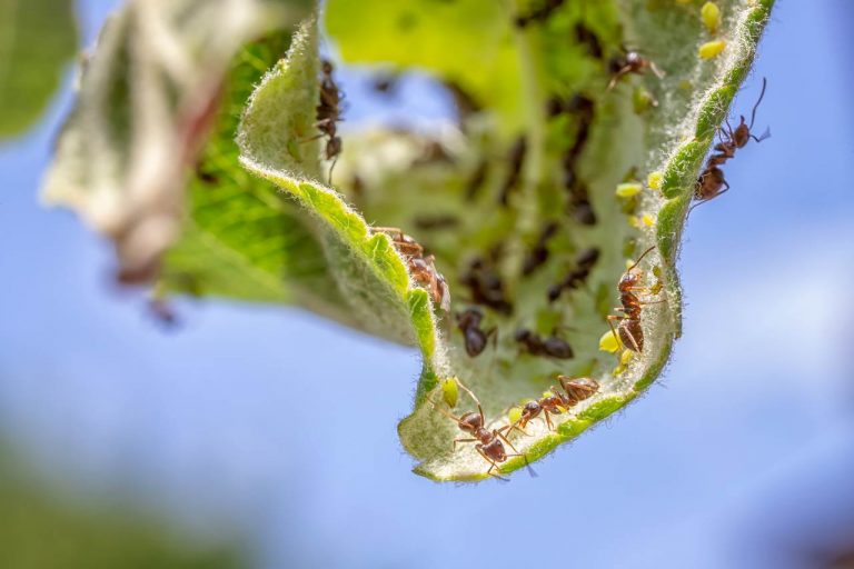 How to Get Rid of Ants in the Garden Soil (8 Tips to Try)