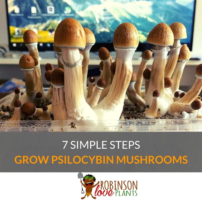 How to grow Psilocybin Mushrooms